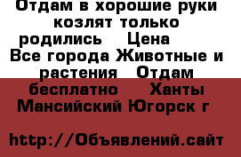 Отдам в хорошие руки козлят.только родились. › Цена ­ 20 - Все города Животные и растения » Отдам бесплатно   . Ханты-Мансийский,Югорск г.